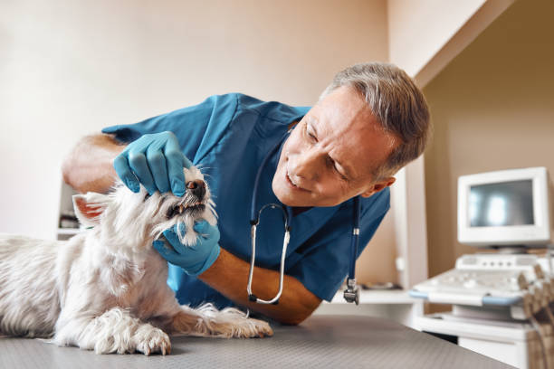 Best Emergency Dental Services for Seniors in Artesia, CA